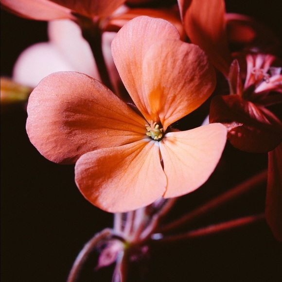 Meet your Posher, Carina - Picture 2 of 12